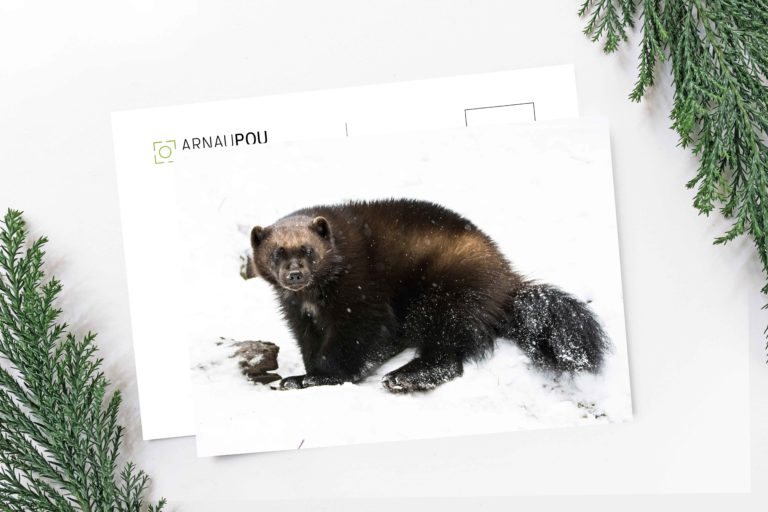 Col·lecció de postals de natura - Arnau Pou