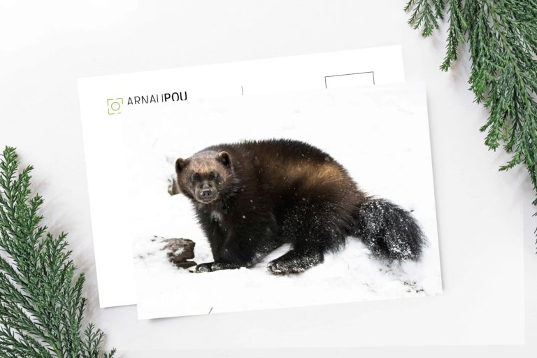 Wildlife postcards collection - Arnau Pou