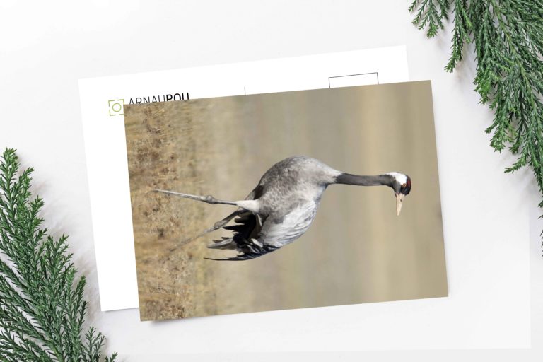 Colección de postales de naturaleza - Arnau Pou