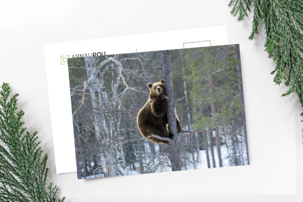 Wildlife postcards collection - Arnau Pou