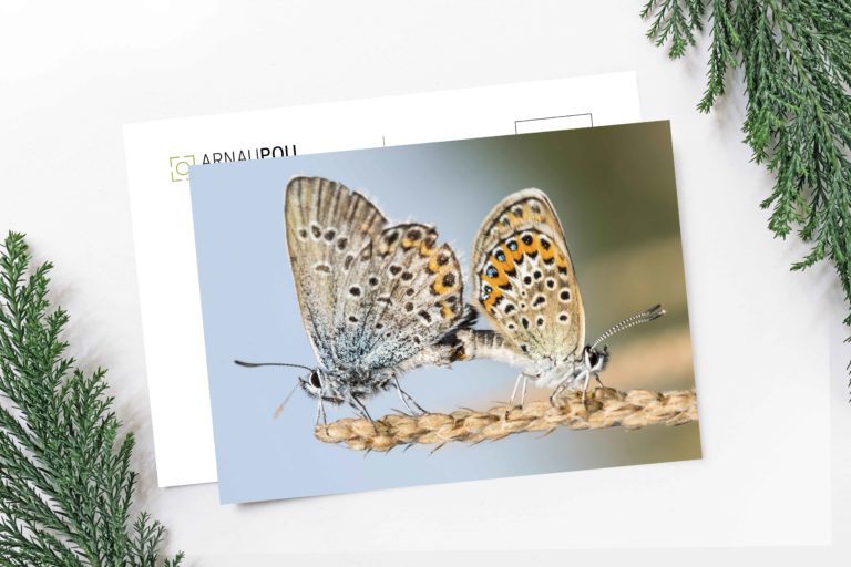 Colección de postales de naturaleza - Arnau Pou