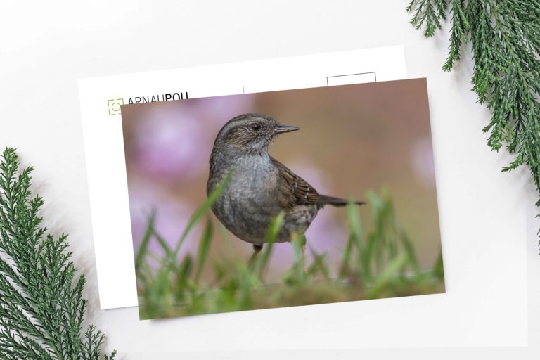 Col·lecció de postals de natura - Arnau Pou